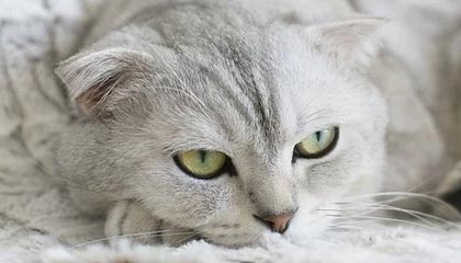 爱游戏体育官方网站-中国男篮训练营开展专项投篮技术强化课程，篮球投篮训练师